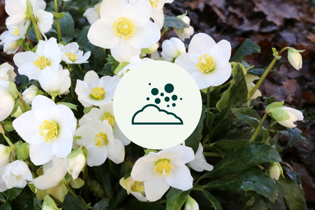 Helleborus Niger_geen zure grond_V2
