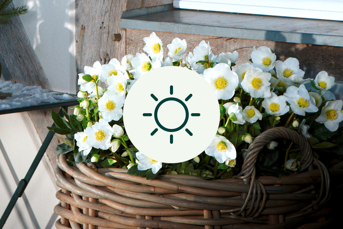 Helleborus Niger_licht