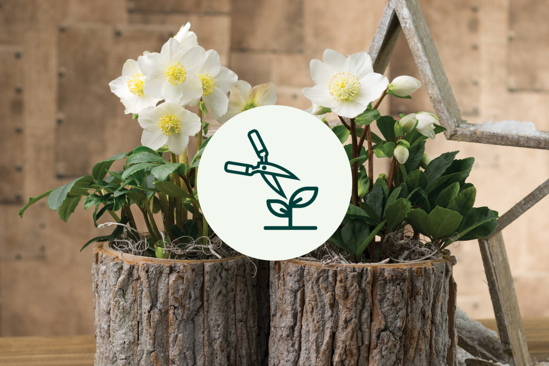 Helleborus Niger_snoeien start groei