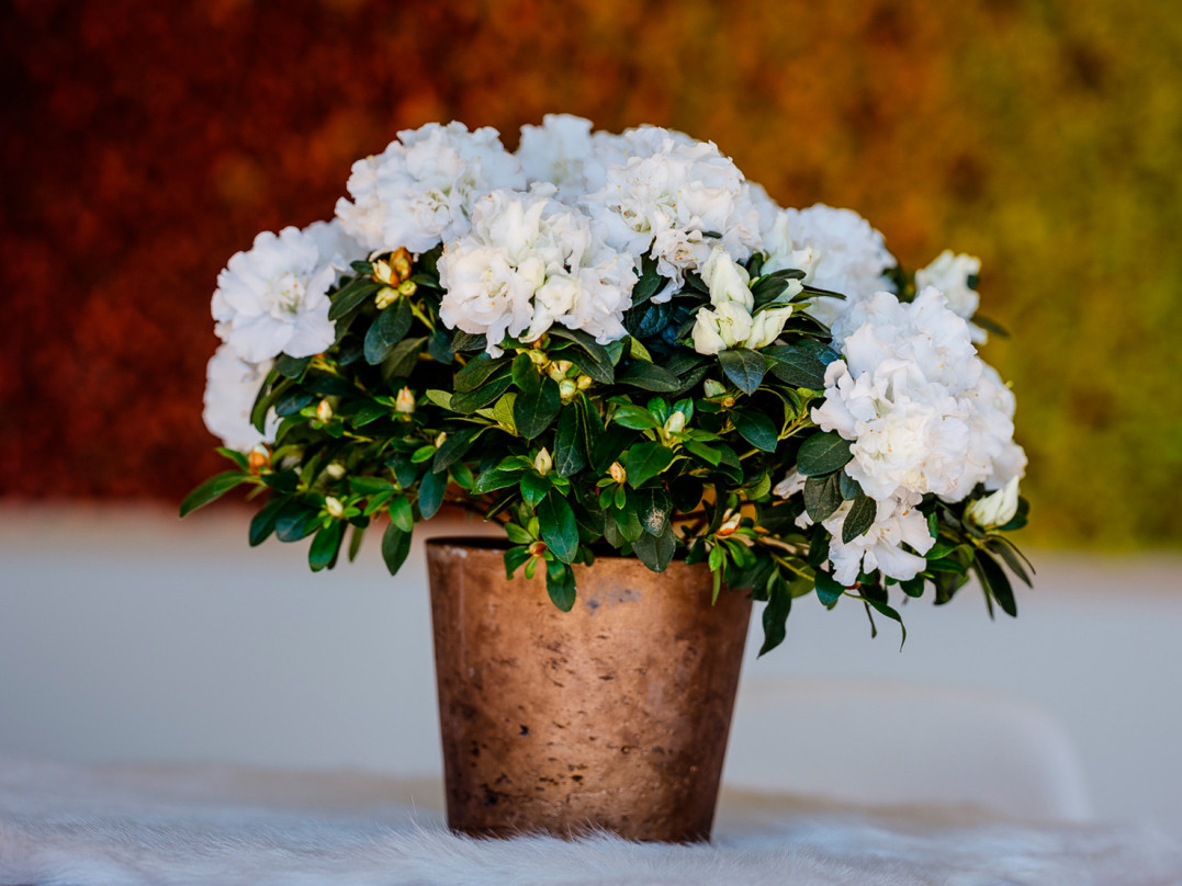 azalea-indica