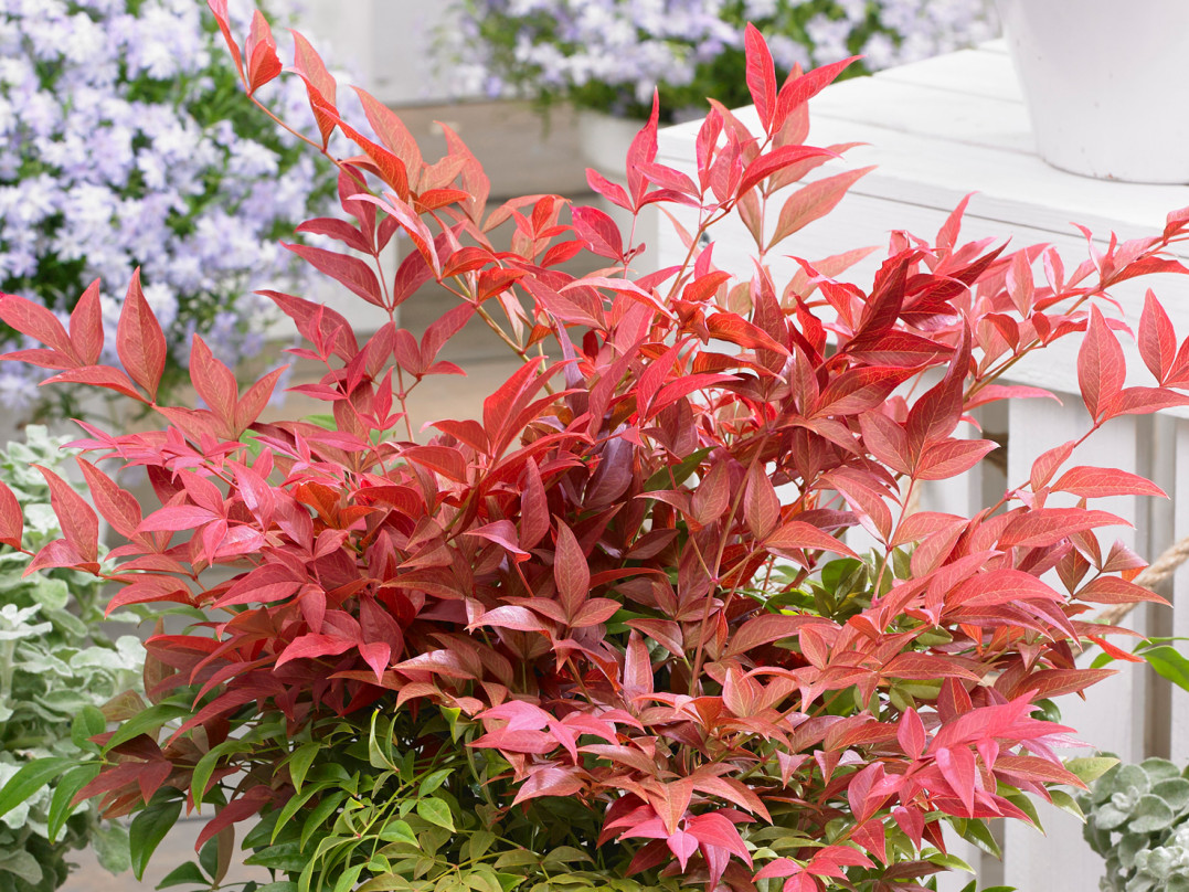 nandina
