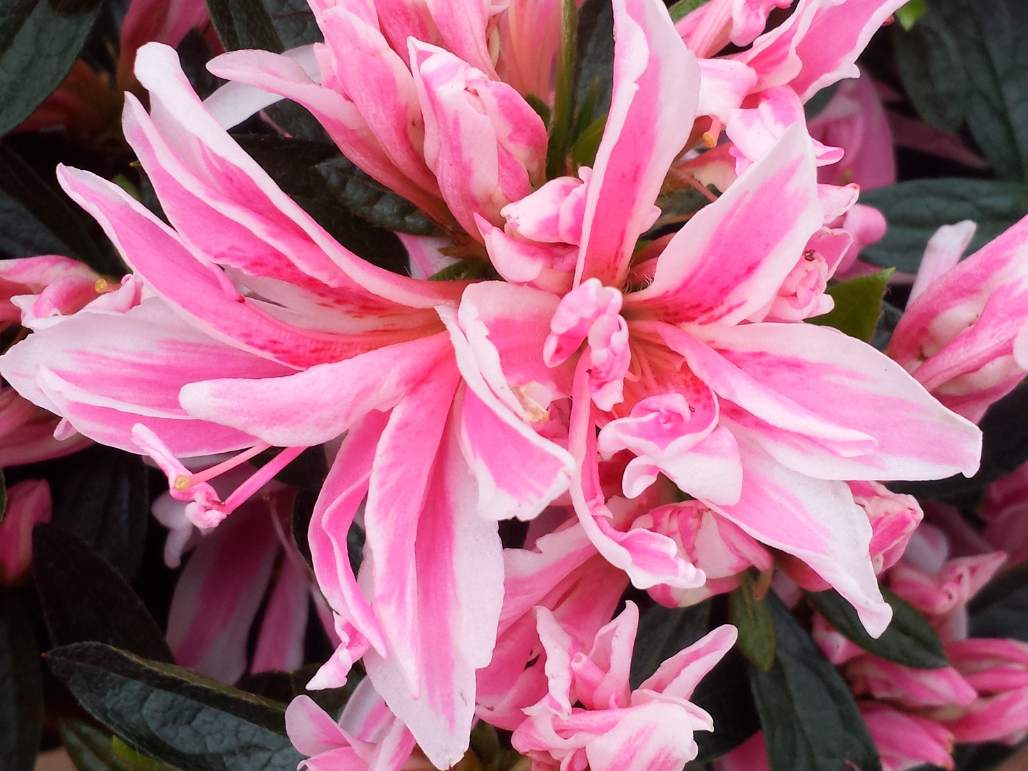pinkspider