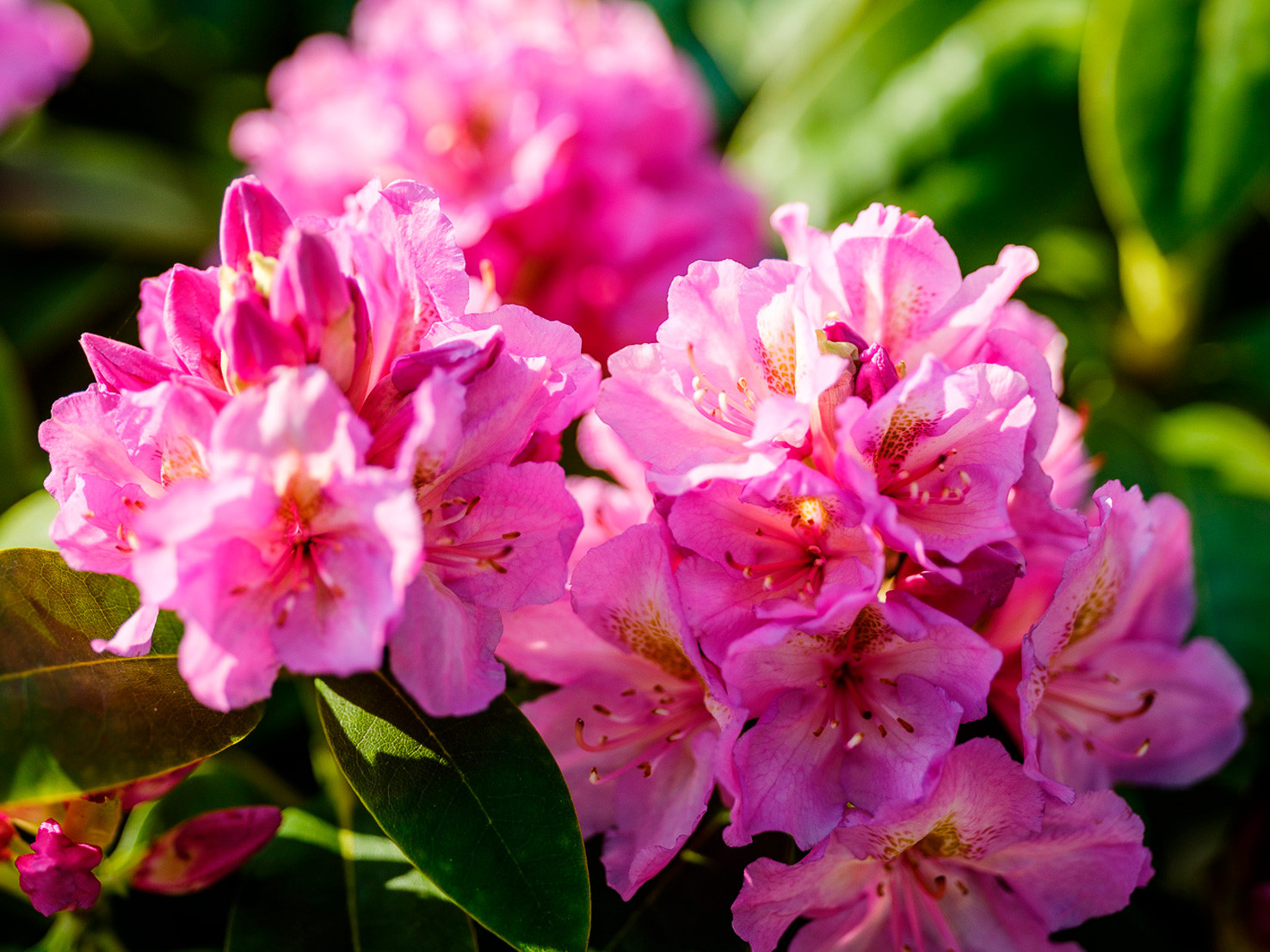 rhodo