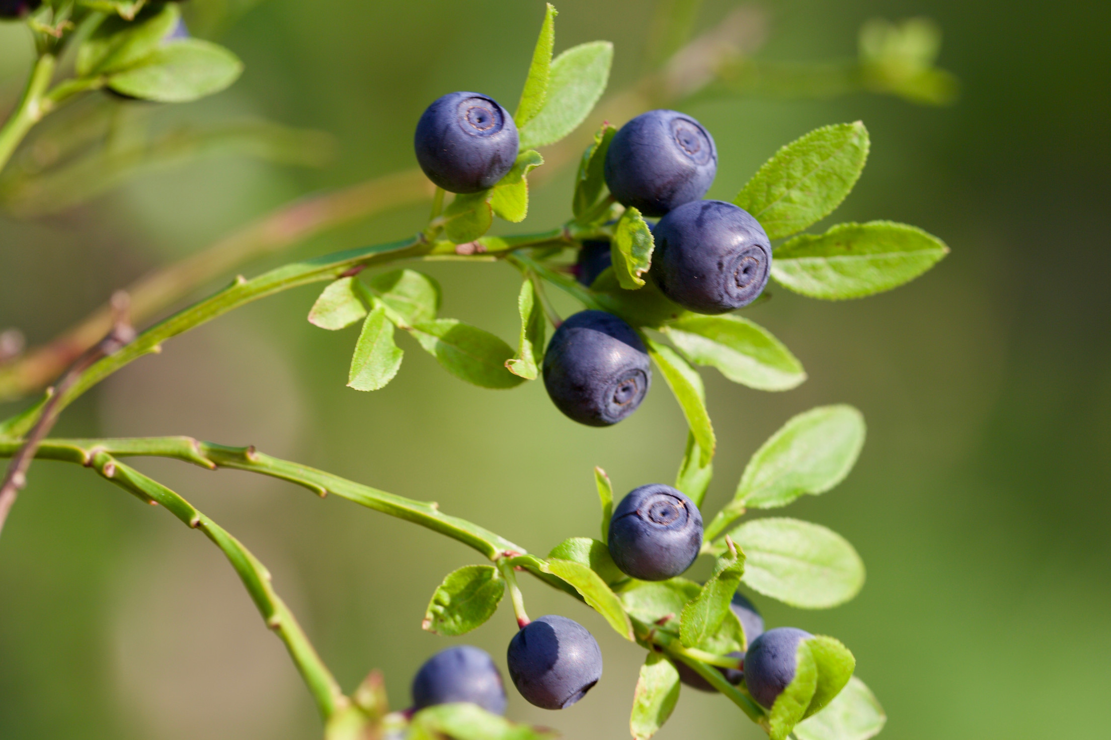vaccinium