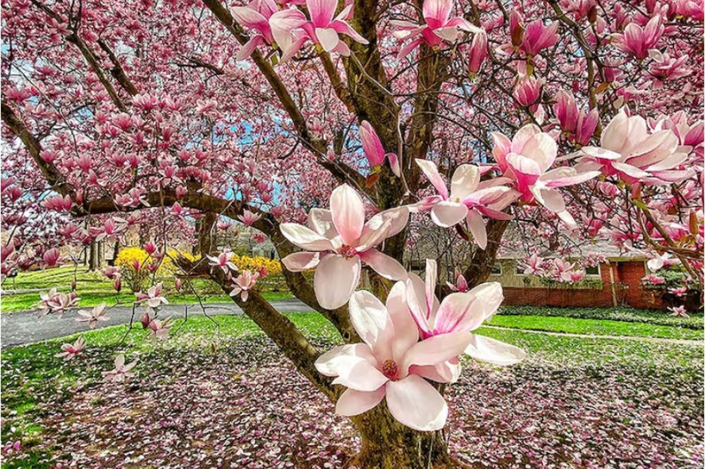 Magnolia