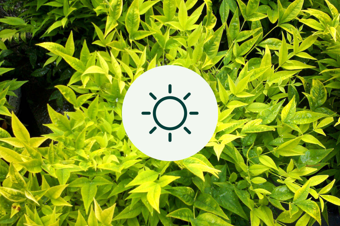 Nandina Domestica_licht