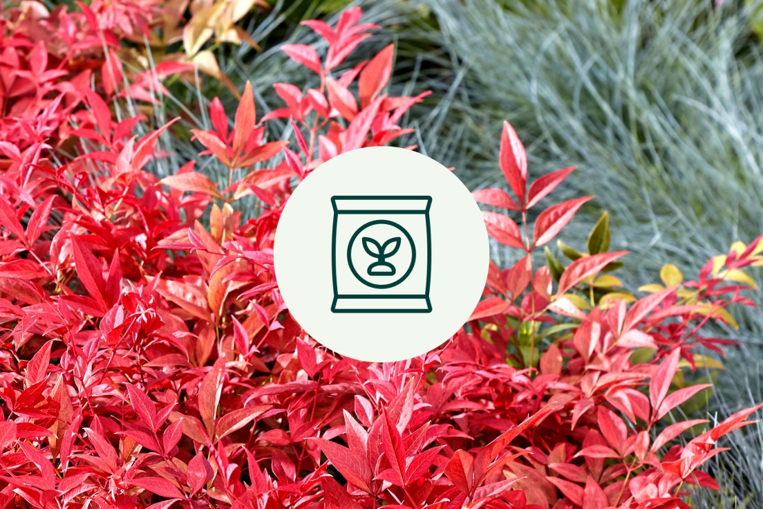 Nandina Domestica_onderhoud