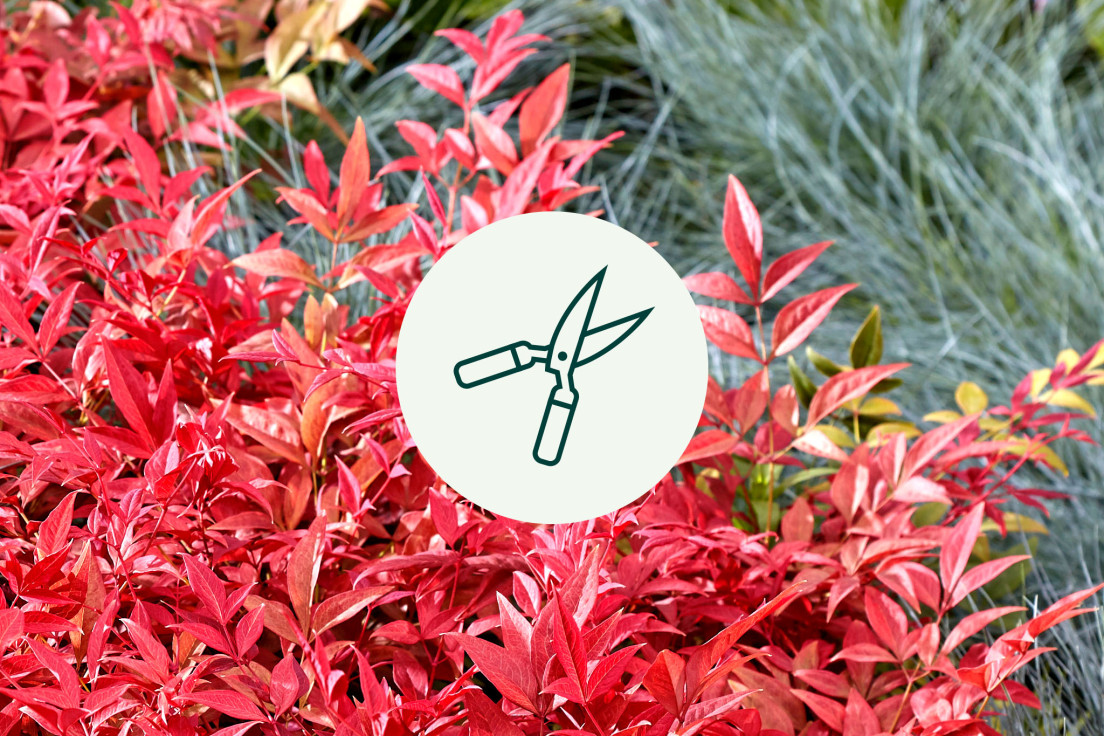 Nandina Domestica_weinig snoeienV2