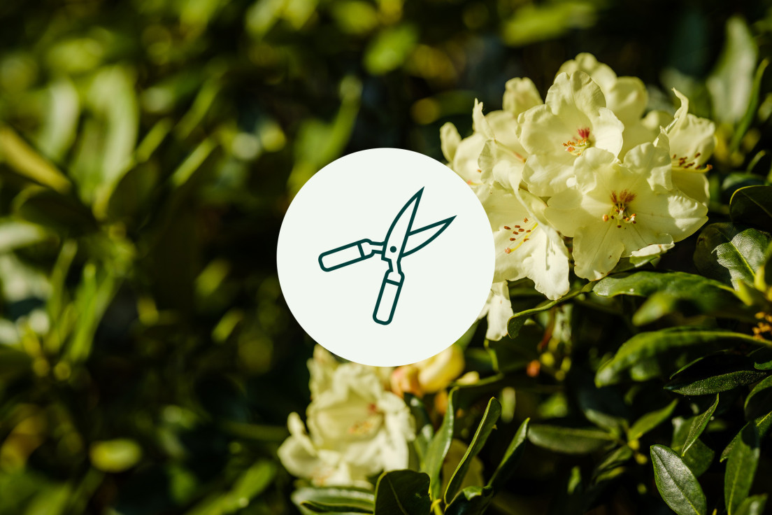 Rhododendron_Snoeien_V2