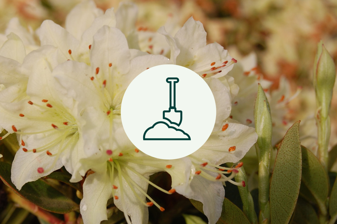 Rhododendron_grondV2