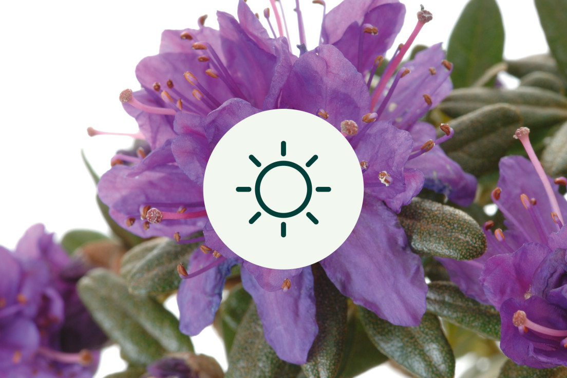 Rhododendron_lichtV2