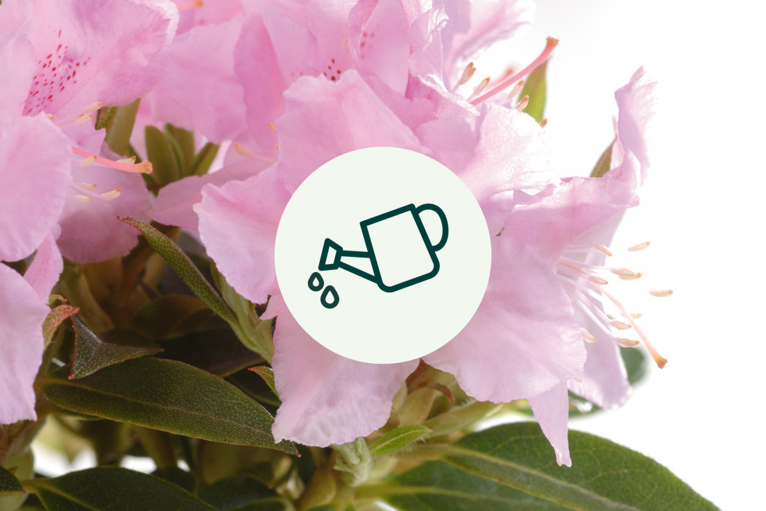 Rhododendron_waterV2