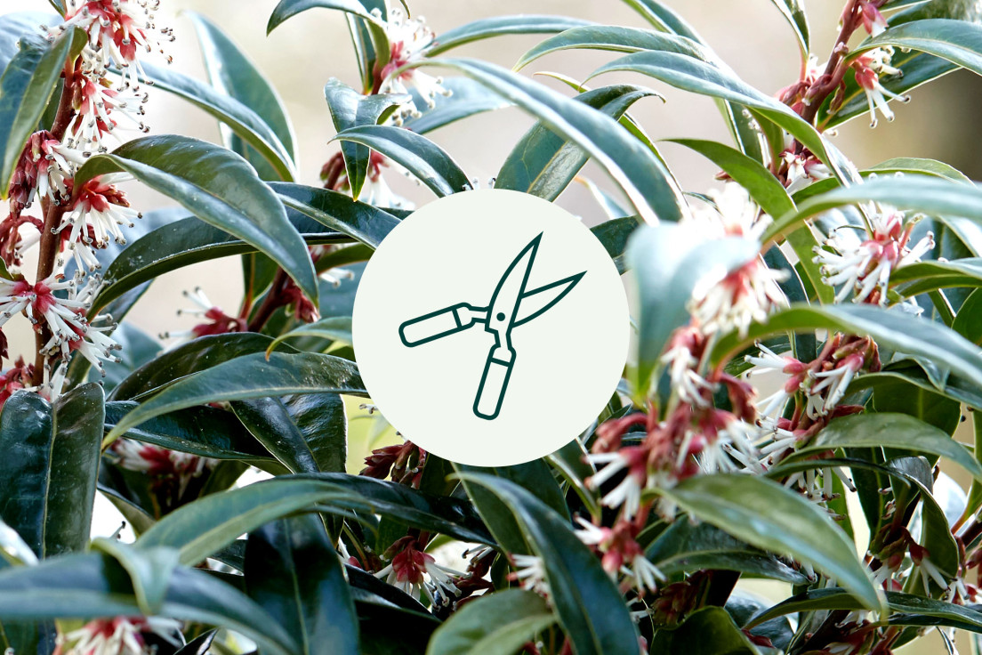 Sarcococca_geen verzorging_V2