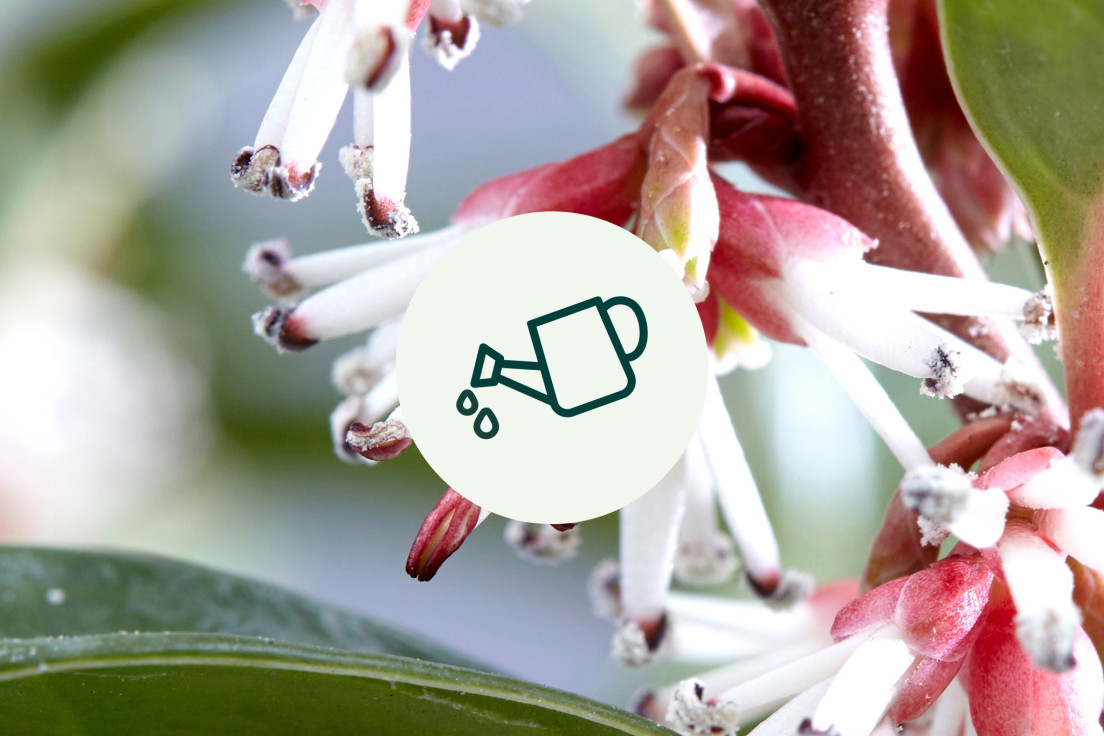 Sarcococca_niet teveel water_V2
