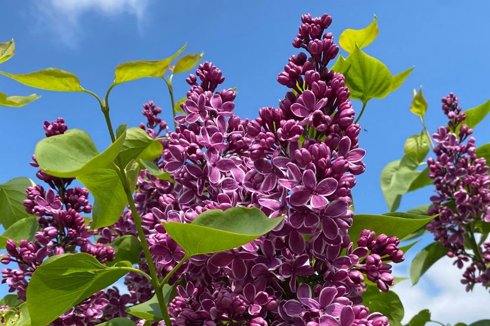 Syringa bis
