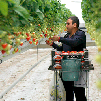 AardbeienPlukker