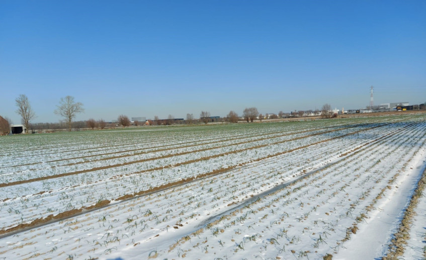 UI OP HET VELD