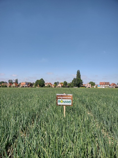 berkenlaan1