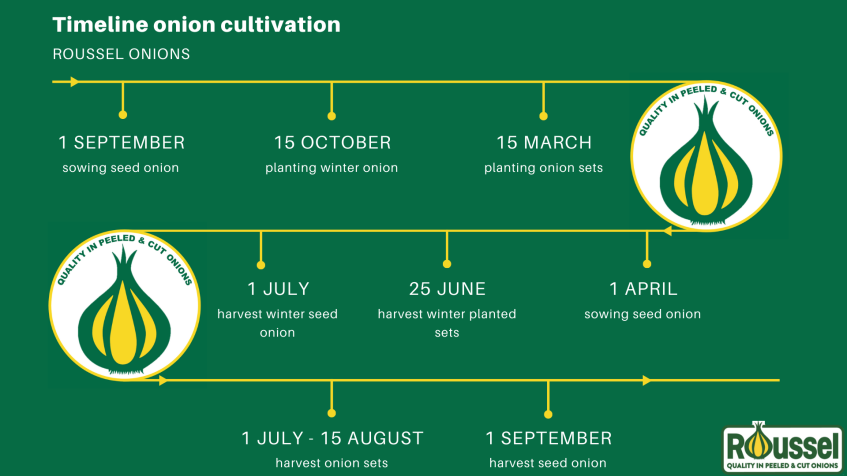 timeline onion cultivation