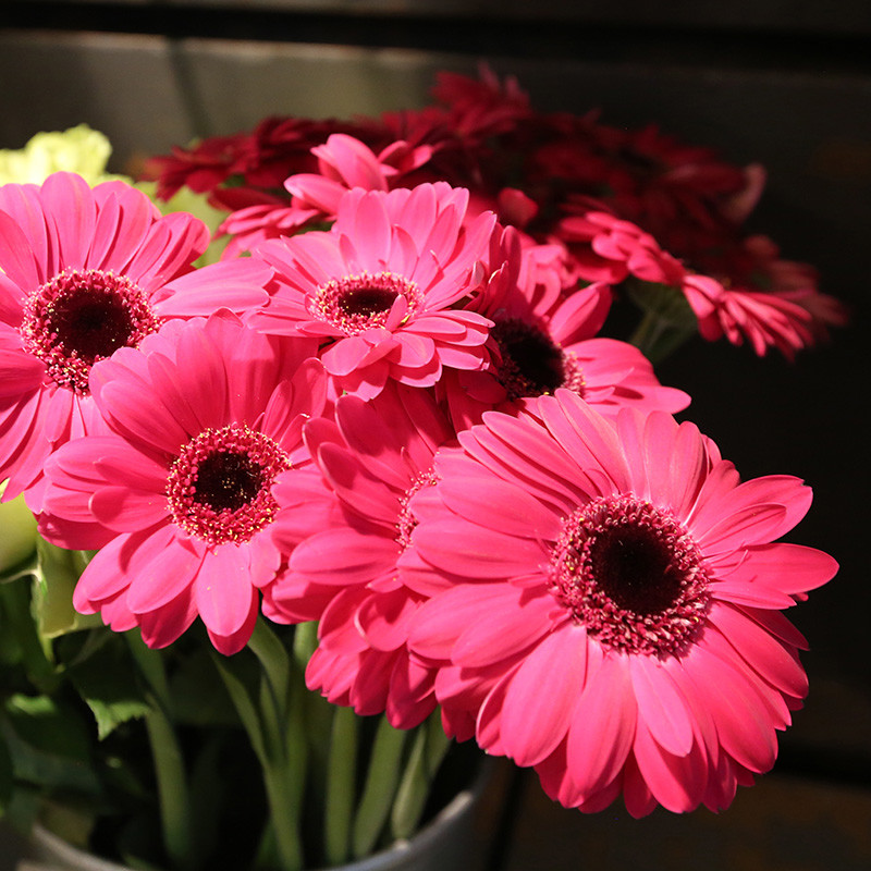 Bloemen zijn het mooiste geschenk | Vanallemeersch-Deraedt