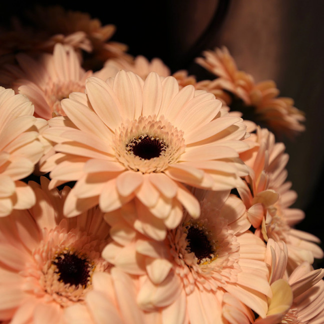 Bloemen zijn het mooiste geschenk | Vanallemeersch-Deraedt