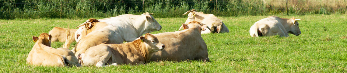 Banner Blonde Daquitaine