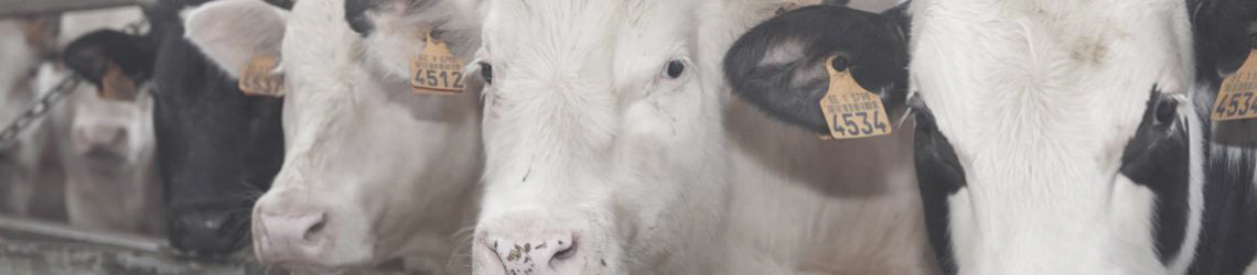 Cows1