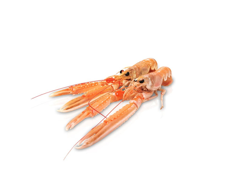 Onze langoustines, ook gekend als Noorse kreeft, komen voornamelijk voor aan de kustgebieden van Noorwegen, IJsland en Schotland. Tegenwoordig zien we dat langoustines meer en meer in onze Noordzee te vinden zijn. Afhankelijk van hun leefgebied kleuren de langoustines oranje tot bijna roze. Wanneer langoustines opgevist worden met gebreken (barsten in de schaal, afgebroken schaar...), dan wordt veelal enkel het lijfje verkocht, gekend als langoustinestaart.
