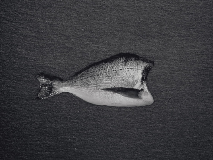 Onze dorade, ook bekend als goudbrasem, wordt gekweekt in netkooien in de Middelandse Zee. Dorade is een baarsachtige en heeft stevig wit vlees met een fijne, delicate smaak. De vis is herkenbaar aan de gouden boog tussen de ogen. Dorade is het hele jaar door stabiel beschikbaar, maar is het populairst in de zomer. Ze is dan ook een lieveling op de barbecue of in de oven met mediterrane kruiden en citroen.