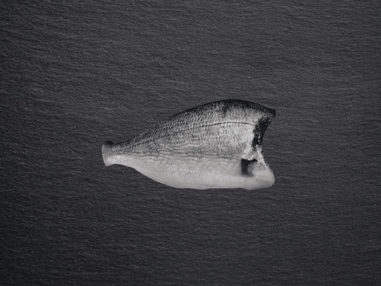 Onze dorade, ook bekend als goudbrasem, wordt gekweekt in netkooien in de Middelandse Zee. Dorade is een baarsachtige en heeft stevig wit vlees met een fijne, delicate smaak. De vis is herkenbaar aan de gouden boog tussen de ogen. Dorade is het hele jaar door stabiel beschikbaar, maar is het populairst in de zomer. Ze is dan ook een lieveling op de barbecue of in de oven met mediterrane kruiden en citroen.