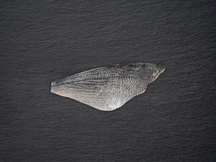 Onze dorade, ook bekend als goudbrasem, wordt gekweekt in netkooien in de Middelandse Zee. Dorade is een baarsachtige en heeft stevig wit vlees met een fijne, delicate smaak. De vis is herkenbaar aan de gouden boog tussen de ogen. Dorade is het hele jaar door stabiel beschikbaar, maar is het populairst in de zomer. Ze is dan ook een lieveling op de barbecue of in de oven met mediterrane kruiden en citroen.