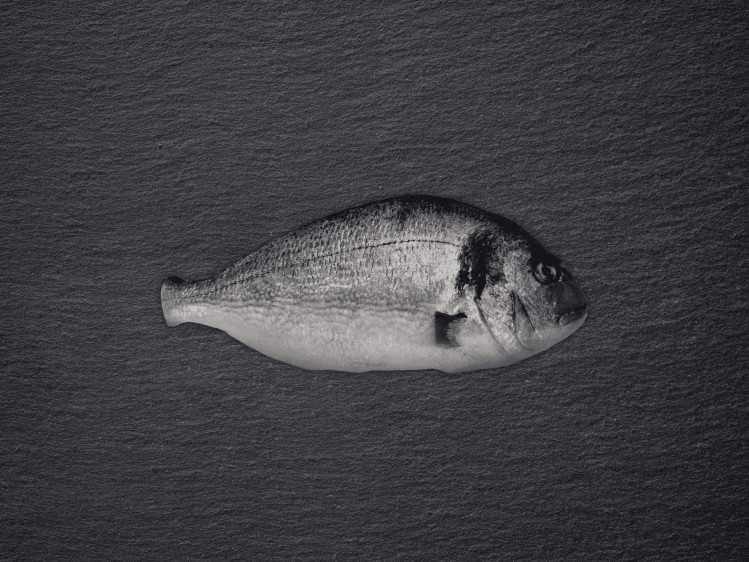 Onze dorade, ook bekend als goudbrasem, wordt gekweekt in netkooien in de Middelandse Zee. Dorade is een baarsachtige en heeft stevig wit vlees met een fijne, delicate smaak. De vis is herkenbaar aan de gouden boog tussen de ogen. Dorade is het hele jaar door stabiel beschikbaar, maar is het populairst in de zomer. Ze is dan ook een lieveling op de barbecue of in de oven met mediterrane kruiden en citroen.