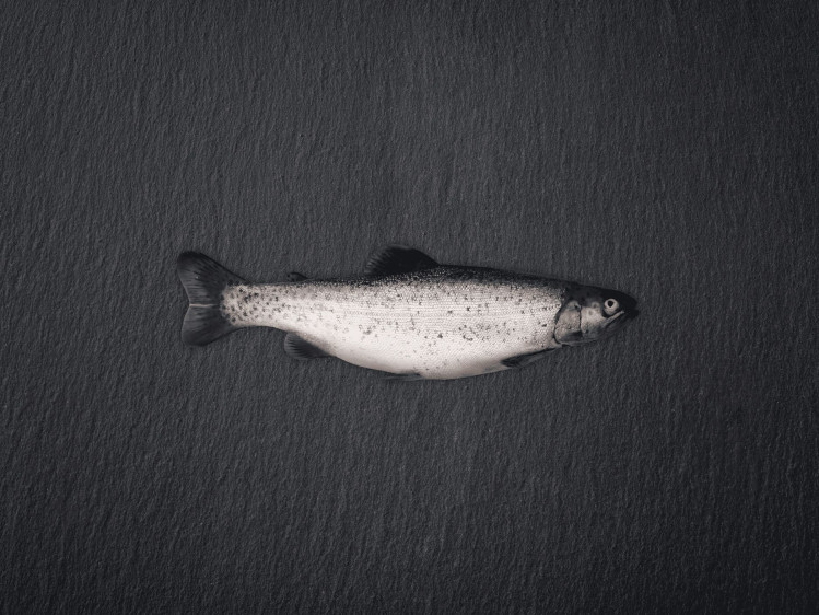 Onze forel wordt gekweekt in vijvers in Denemarken. Forellen hebben wit vlees met een milde smaak en een zachte textuur. Vaak gebakken, gegrild of gerookt. In België zijn ze populair om te bakken met amandelen of in een vispannetje. Doordat forellen gekweekt worden, zijn ze het hele jaar door stabiel beschikbaar.