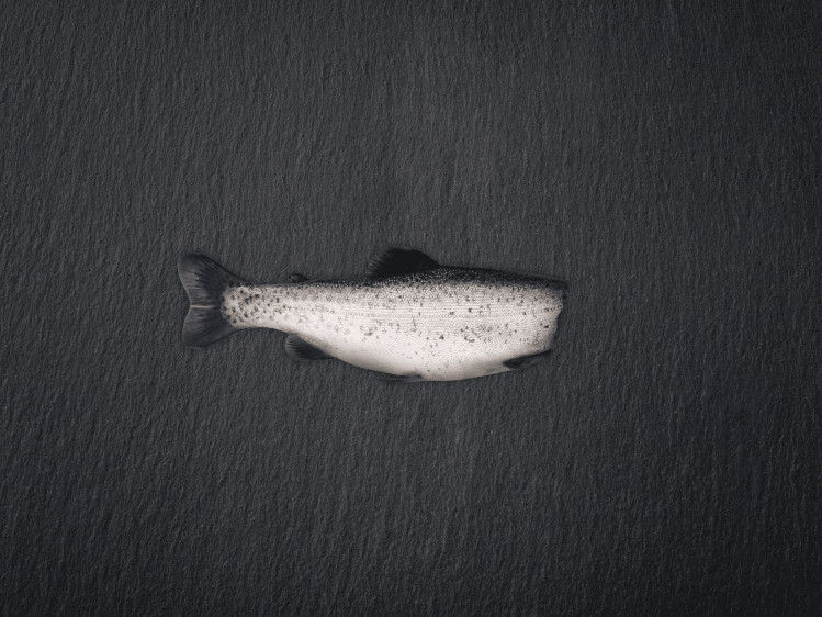 Onze forel wordt gekweekt in vijvers in Denemarken. Forellen hebben wit vlees met een milde smaak en een zachte textuur. Vaak gebakken, gegrild of gerookt. In België zijn ze populair om te bakken met amandelen of in een vispannetje. Doordat forellen gekweekt worden, zijn ze het hele jaar door stabiel beschikbaar.