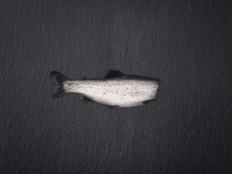 Onze forel wordt gekweekt in vijvers in Denemarken. Forellen hebben wit vlees met een milde smaak en een zachte textuur. Vaak gebakken, gegrild of gerookt. In België zijn ze populair om te bakken met amandelen of in een vispannetje. Doordat forellen gekweekt worden, zijn ze het hele jaar door stabiel beschikbaar.