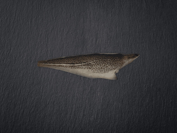 Onze kabeljauw wordt lijngevangen in de wilde, koude wateren in het Hoge Noorden. Kabeljauw is een favoriet in België vanwege zijn grote, witte en stevige filets. De vis heeft een milde, zoete smaak en is veelzijdig in gebruik. Hij is op z'n best tussen januari en april en wordt dan ook vaak gevangen, met goedkope prijzen als gevolg.