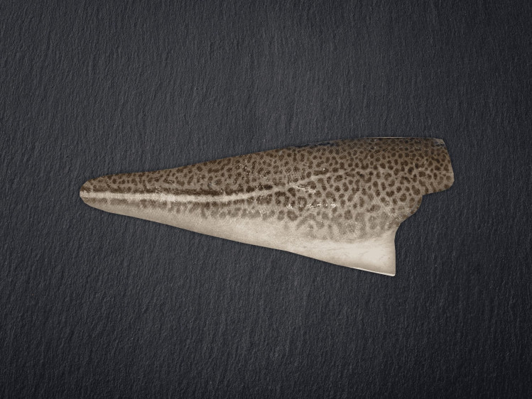 Onze kabeljauw wordt lijngevangen in de wilde, koude wateren in het Hoge Noorden. Kabeljauw is een favoriet in België vanwege zijn grote, witte en stevige filets. De vis heeft een milde, zoete smaak en is veelzijdig in gebruik. Hij is op z'n best tussen januari en april en wordt dan ook vaak gevangen, met goedkope prijzen als gevolg.