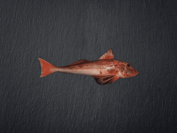 Onze rode poon wordt uitsluitend gevangen door Belgische vissers aan de kust van de Noordzee. Deze vis kan zowel flyshoot als via sleepnetten opgevist worden. Rode Poon heeft een stevige textuur en een zoete, delicate smaak. Deze kleurrijke vis met roodachtige tinten is visueel aantrekkelijk. Rode poon wordt ook vaak Knorhaan genoemd, vanwege het geluid dat hij maakt in de zee.