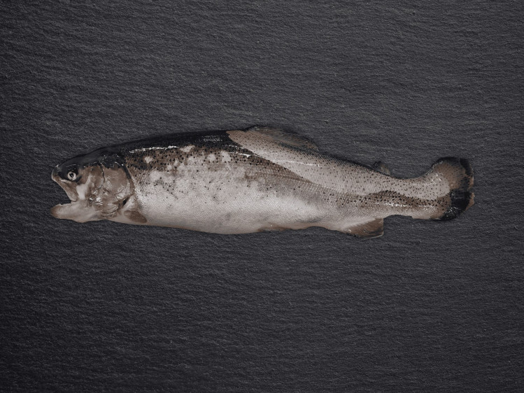 Onze Steelhead forel wordt lokaal en duurzaam gekweekt in Beernem. Steelhead forel is vergelijkbaar met zalm en riddervis en is zeer smaakvol door zijn volledig natuurlijke voeding. Hij is zeer vast van vlees en kan gebruikt worden om zowel te roken, drogen als te bakken. Anders dan klassieke forellen en vergelijkbaar met zalm, maakt het feit dat hij trekt van zoet naar zout water een groot verschil in de voeding en leefomgeving van de forel, wat een groot effect heeft op de smaak en textuur.
