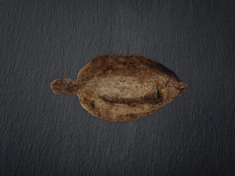 Onze tongschar wordt voornamelijk gevangen in de ondiepe wateren van de Noordzee met de boomkor-vangstmethode. Tongschar is een platvis met zacht vlees en een subtiele smaak. In België worden tongscharren vaak gefileerd en gebruikt als goedkoper alternatief voor tongrolletjes. Tongschar is een duurzame keuze dankzij goed beheerde visserijpraktijken in de Noordzee.