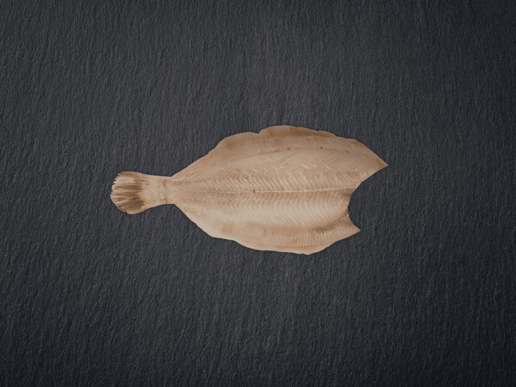 Onze tongschar wordt voornamelijk gevangen in de ondiepe wateren van de Noordzee met de boomkor-vangstmethode. Tongschar is een platvis met zacht vlees en een subtiele smaak. In België worden tongscharren vaak gefileerd en gebruikt als goedkoper alternatief voor tongrolletjes. Tongschar is een duurzame keuze dankzij goed beheerde visserijpraktijken in de Noordzee.