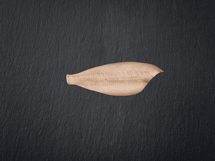 Onze tongschar wordt voornamelijk gevangen in de ondiepe wateren van de Noordzee met de boomkor-vangstmethode. Tongschar is een platvis met zacht vlees en een subtiele smaak. In België worden tongscharren vaak gefileerd en gebruikt als goedkoper alternatief voor tongrolletjes. Tongschar is een duurzame keuze dankzij goed beheerde visserijpraktijken in de Noordzee.