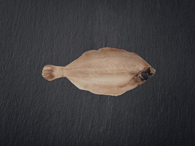 Onze tongschar wordt voornamelijk gevangen in de ondiepe wateren van de Noordzee met de boomkor-vangstmethode. Tongschar is een platvis met zacht vlees en een subtiele smaak. In België worden tongscharren vaak gefileerd en gebruikt als goedkoper alternatief voor tongrolletjes. Tongschar is een duurzame keuze dankzij goed beheerde visserijpraktijken in de Noordzee.