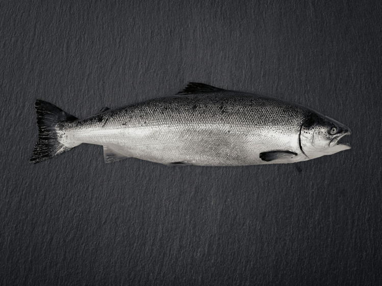 Onze zalm wordt gekweekt in netkooien tussen de wilde Fjorden in het noorden van Noorwegen. Daar krijgen ze veel weerstand van de zee met een stevig en smeuïg vlees als gevolg. Zalm is een forelachtige en wordt gebruikt in een breed scala aan gerechten. Hij kan gegrild, gebakken, gerookt of rauw in sushi en sashimi gegeten worden. Populair voor zowel dagelijkse maaltijden als feestelijke gelegenheden.