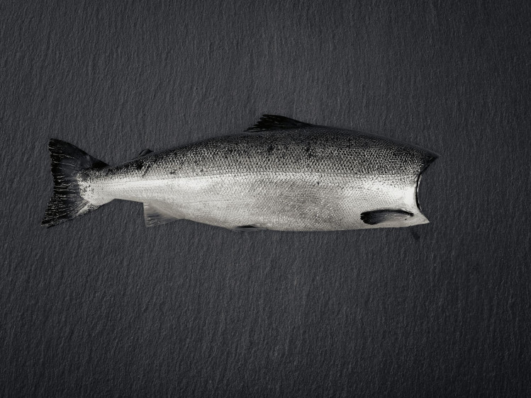 Onze zalm wordt gekweekt in netkooien tussen de wilde Fjorden in het noorden van Noorwegen. Daar krijgen ze veel weerstand van de zee met een stevig en smeuïg vlees als gevolg. Zalm is een forelachtige en wordt gebruikt in een breed scala aan gerechten. Hij kan gegrild, gebakken, gerookt of rauw in sushi en sashimi gegeten worden. Populair voor zowel dagelijkse maaltijden als feestelijke gelegenheden.