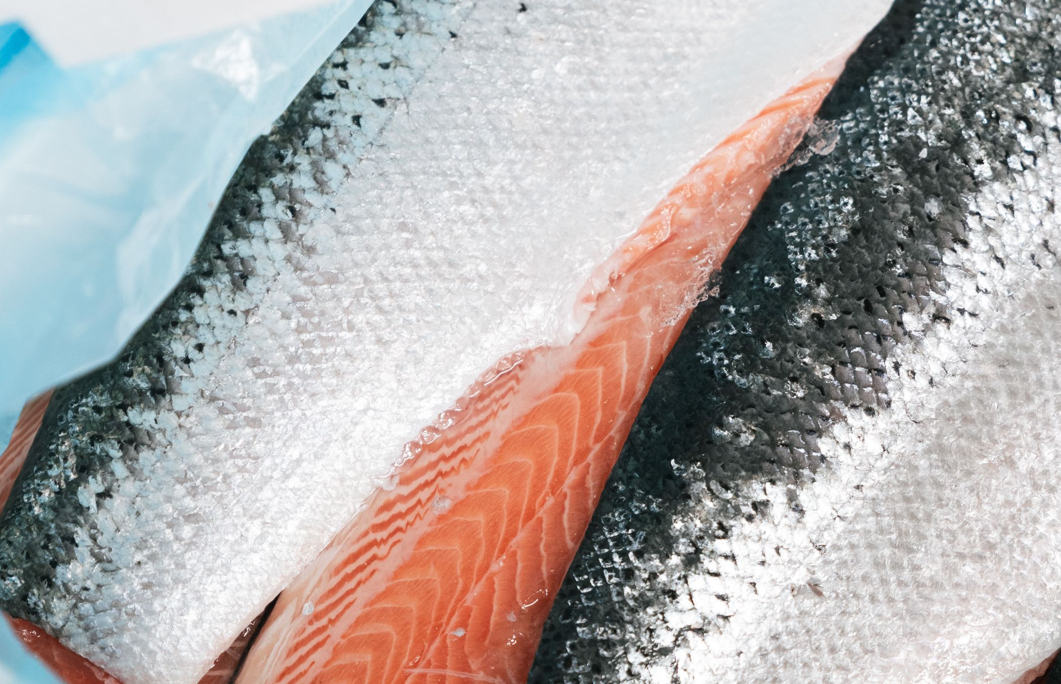 VISTRAP_2025_DEC_Zalm_blog